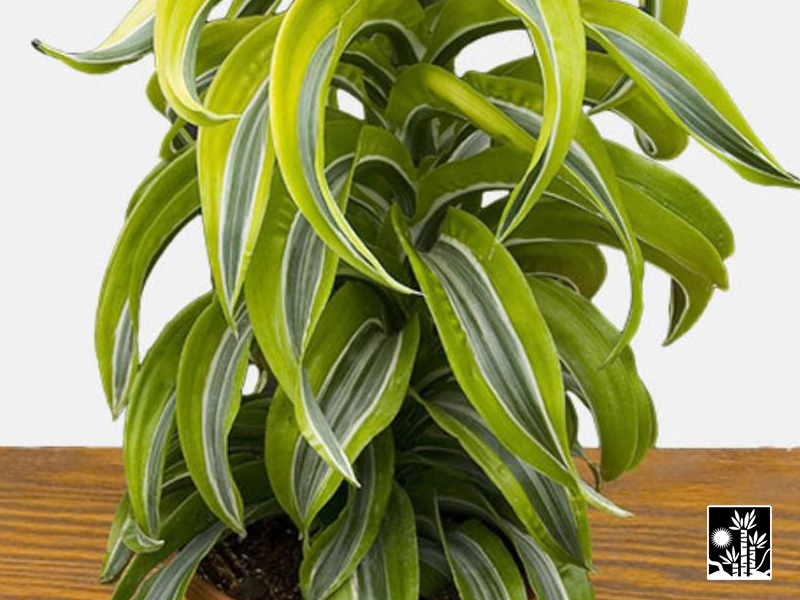 Dracaena Deremensis Lemon Lime Surprise