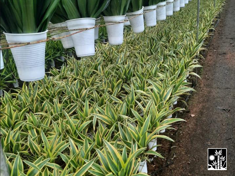 Dracaena Deremensis Lemon Lime Warneckii