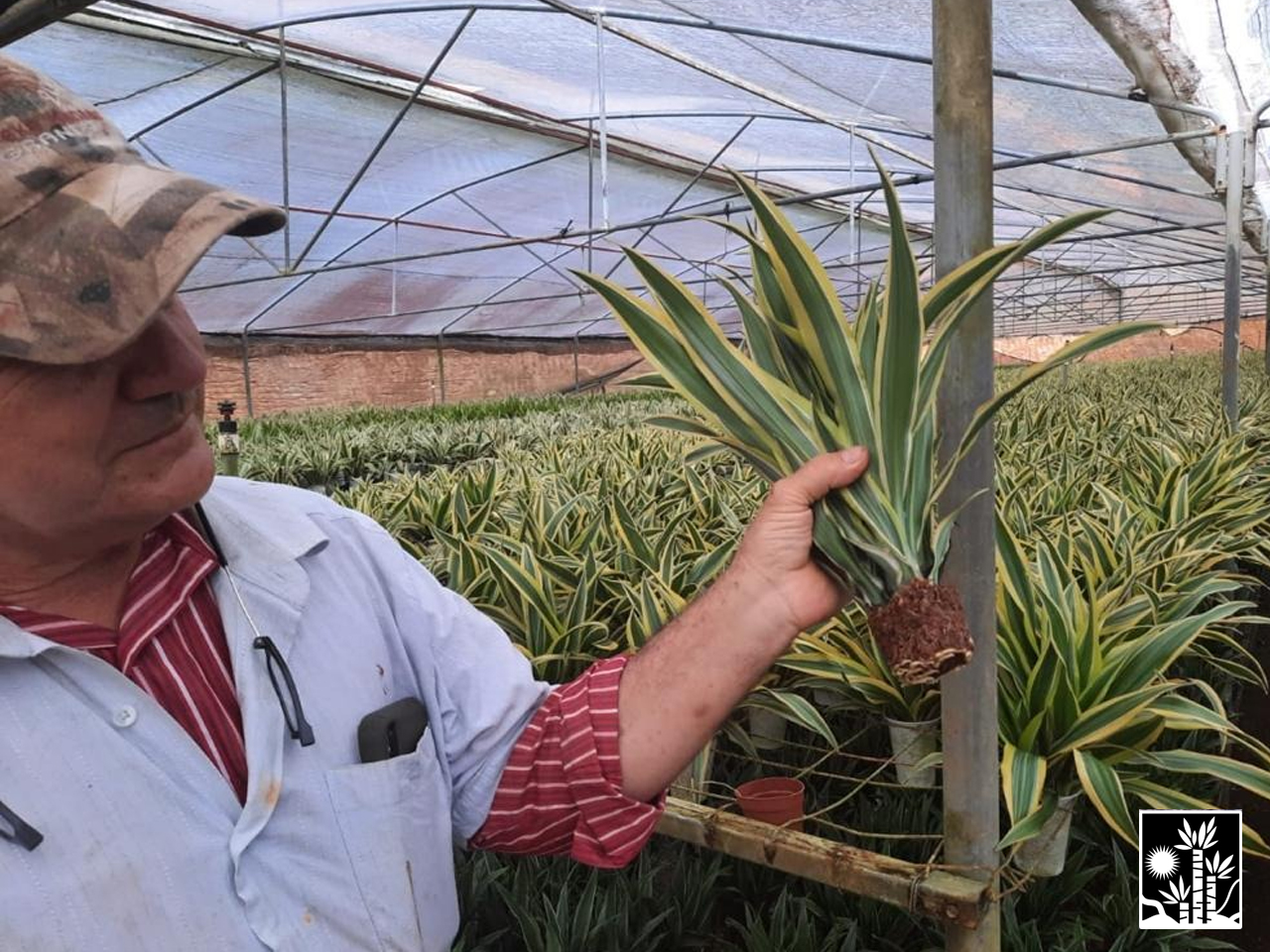 Dracaena Deremensis Lemon Lime Warneckii