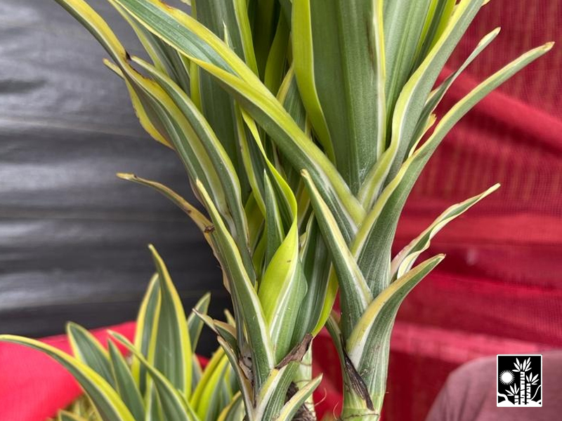 Dracaena Deremensis Lemon Lime Warneckii