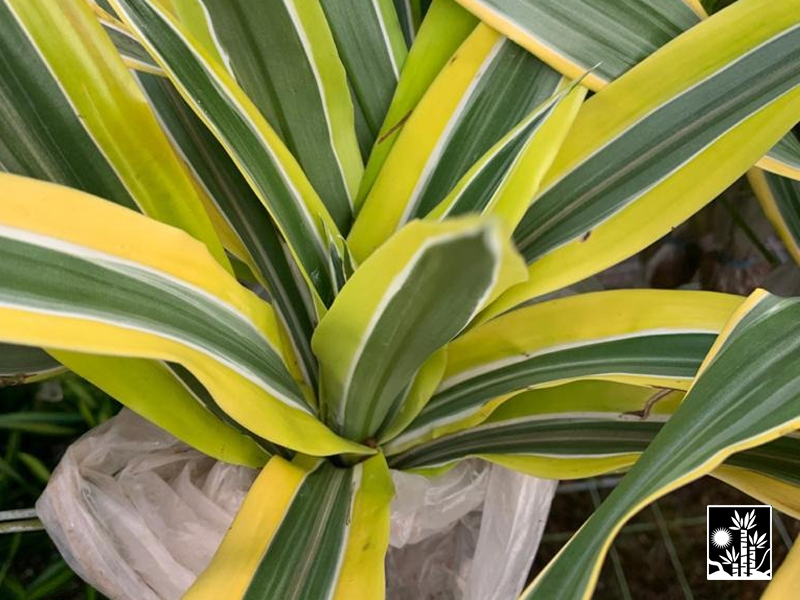 Dracaena Deremensis Lemon Lime Warneckii