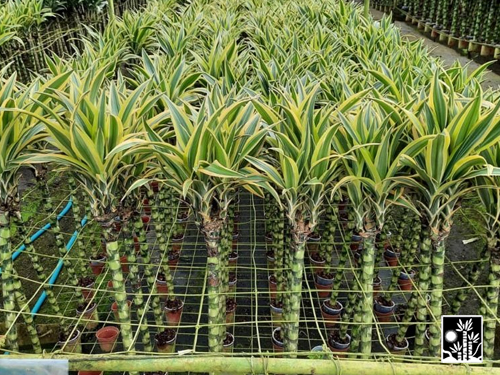 Dracaena Deremensis Lemon Lime Warneckii