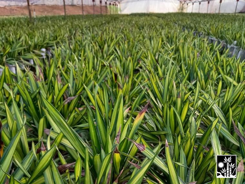 Dracaena Rikki