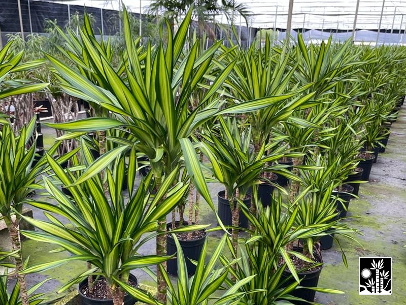 Dracaena Rikki