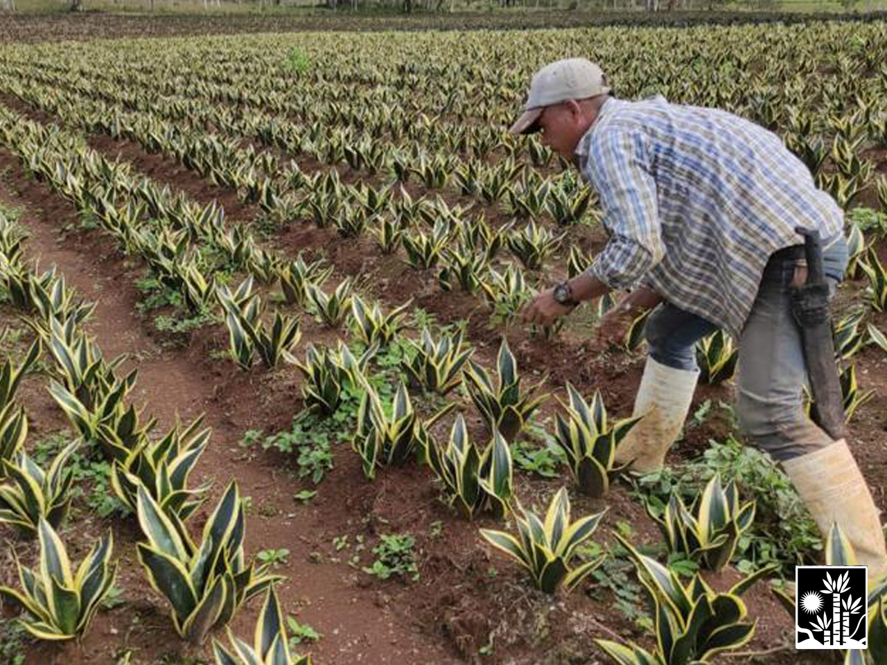 Sansevieria