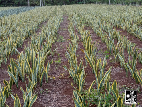 Sansevieria