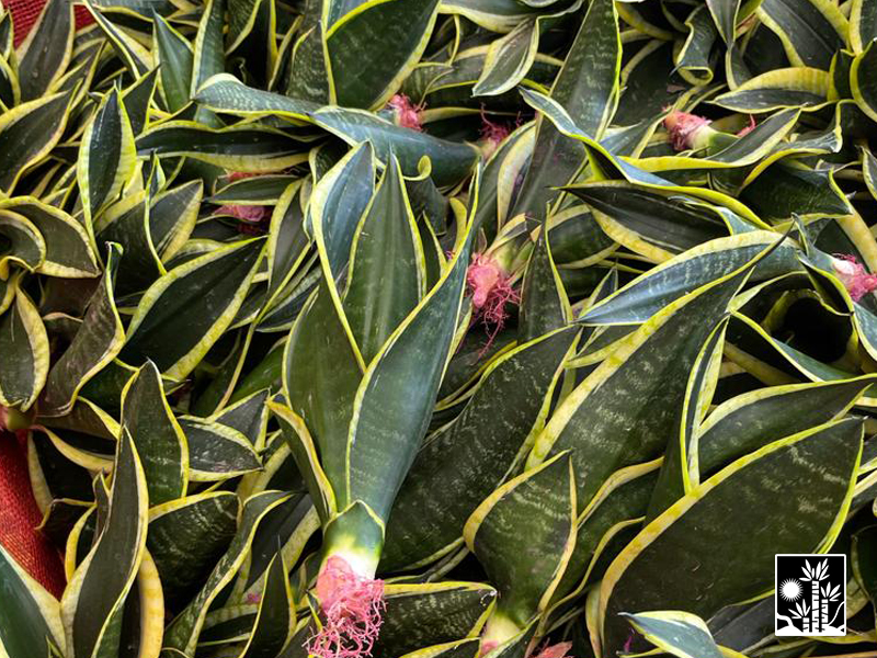 Sansevieria