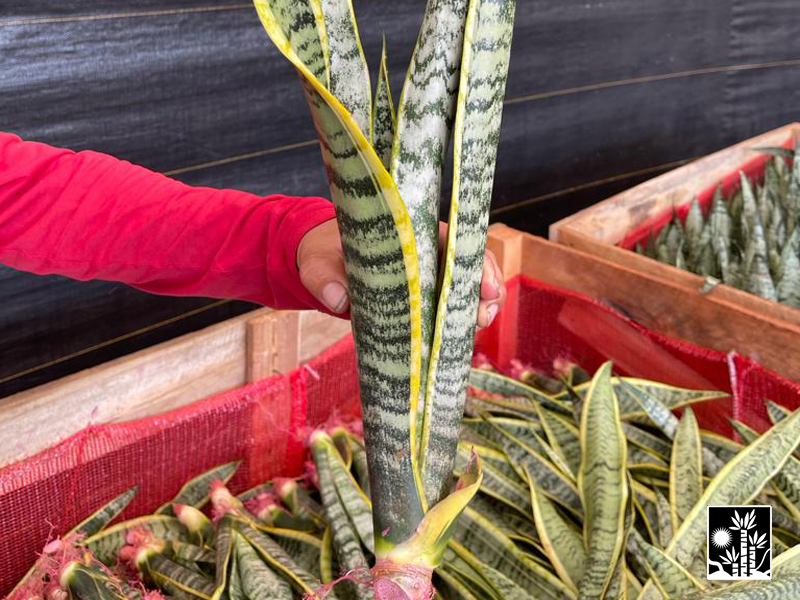 Sansevieria