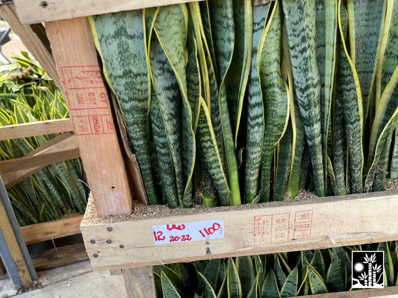 Sansevieria