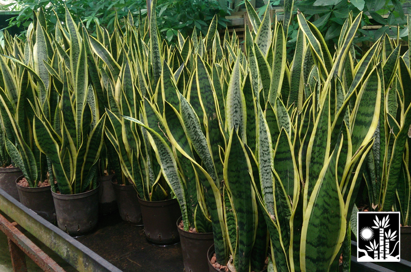 Sansevieria