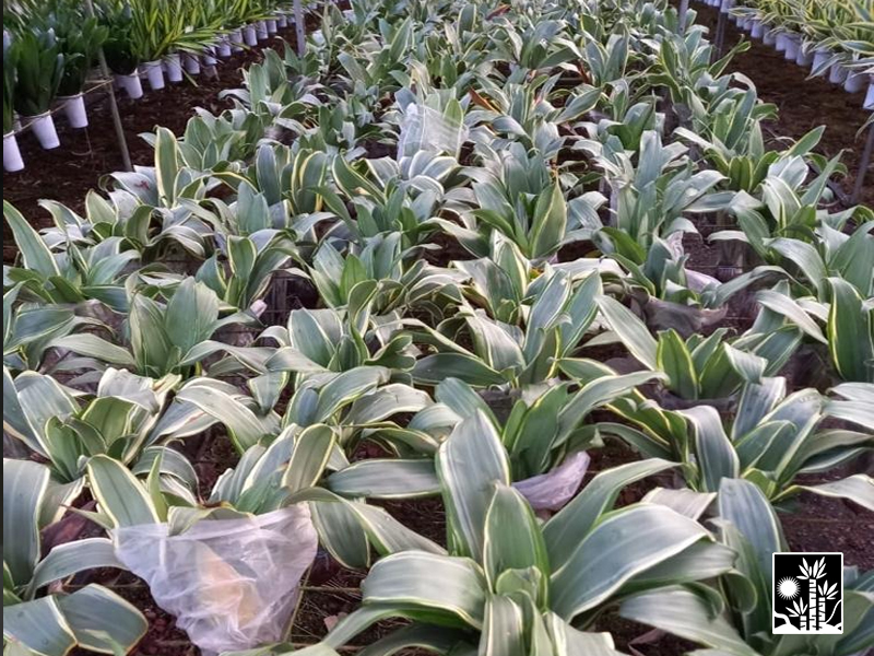 Dracaena Green Jewel