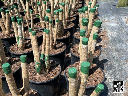 Dracaena Green Jewel
