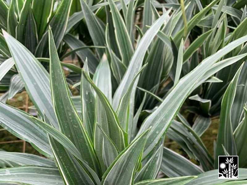 Dracaena Ulysses