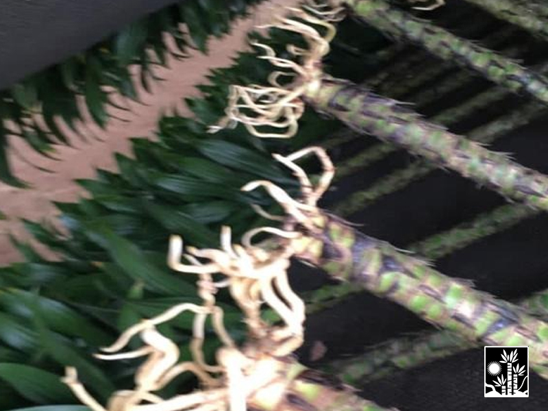 Dracaena Ulysses