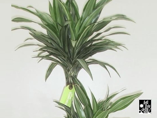 Dracaena Ulysses