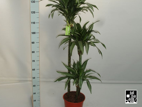 Dracaena Ulysses