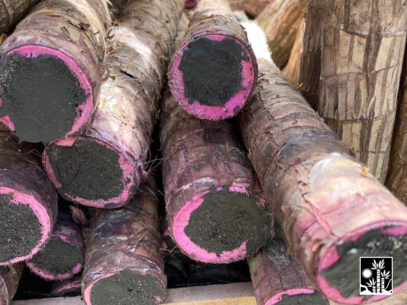 Yucca Cane