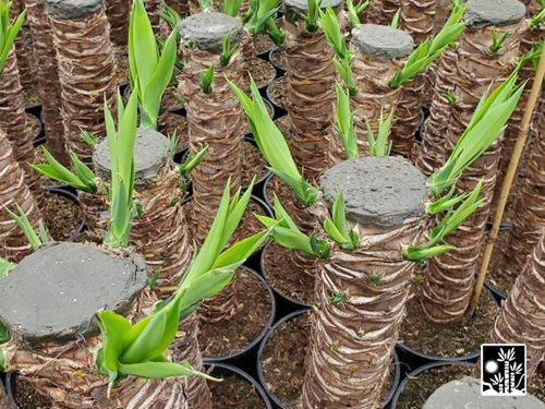 Yucca Cane