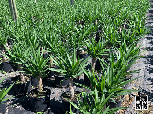 Yucca Cane