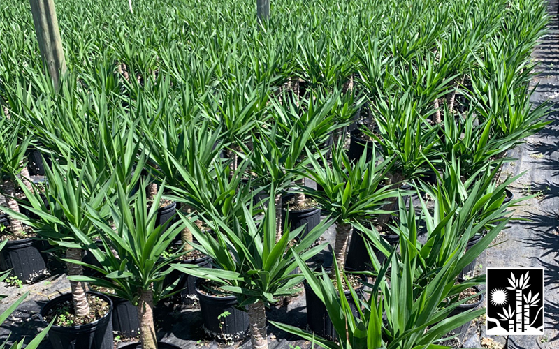 Yucca Cane