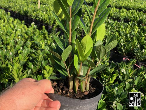 Zamiacolcus Zamiafolia